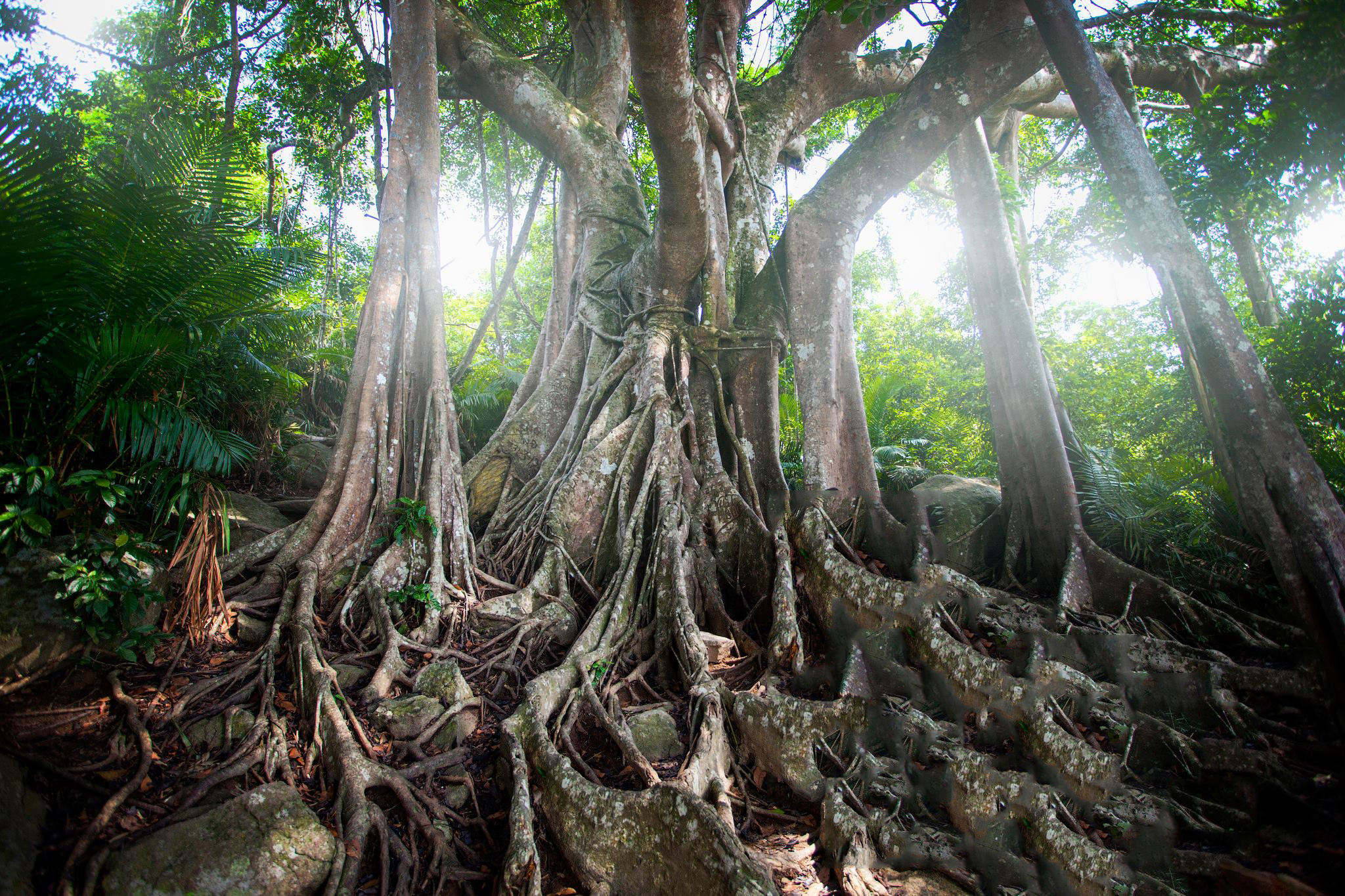 cây đa đại thụ đà nẵng