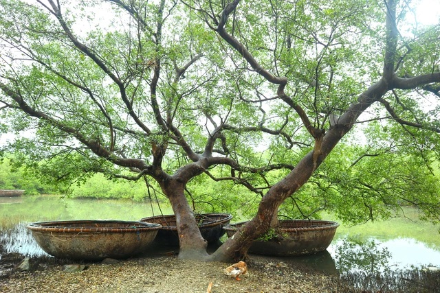 rừng ngập mặn nguyên sinh tam giang