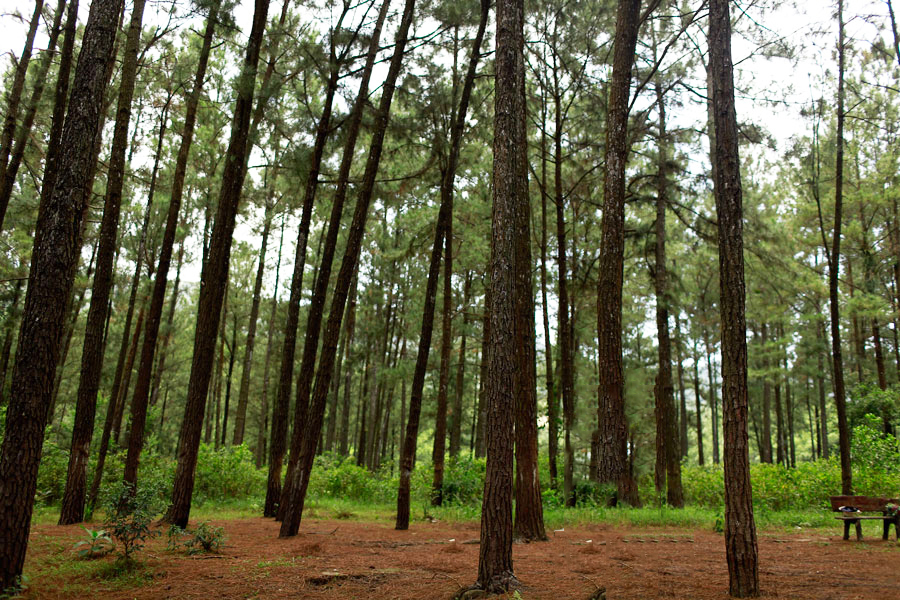 rừng thông bồ bồ