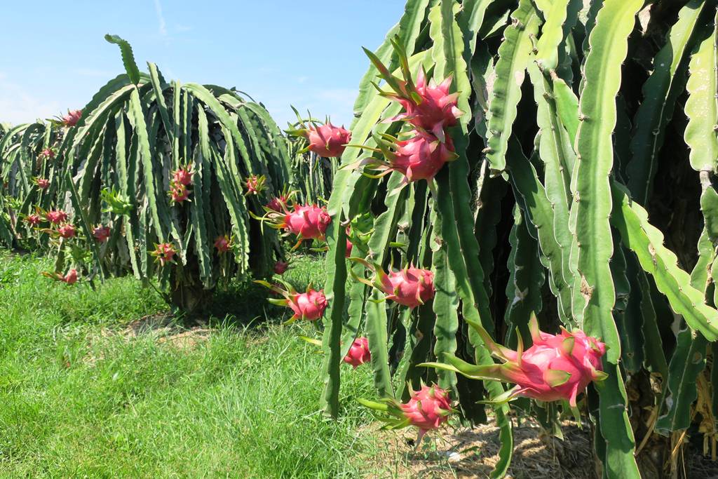 đặc sản thanh long mũi kê gà