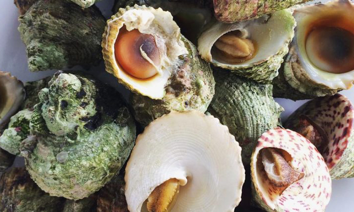 ốc vú nàng cù lao câu