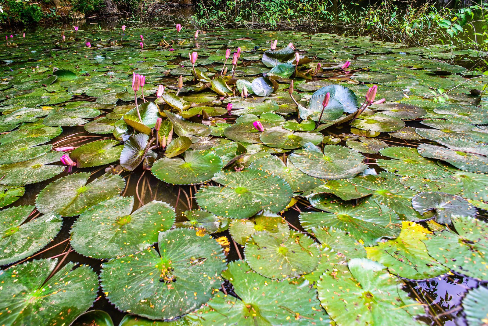 ngắm hồ sen quan sơn