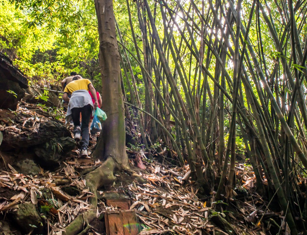 hoa quả sơn hồ quan sơn