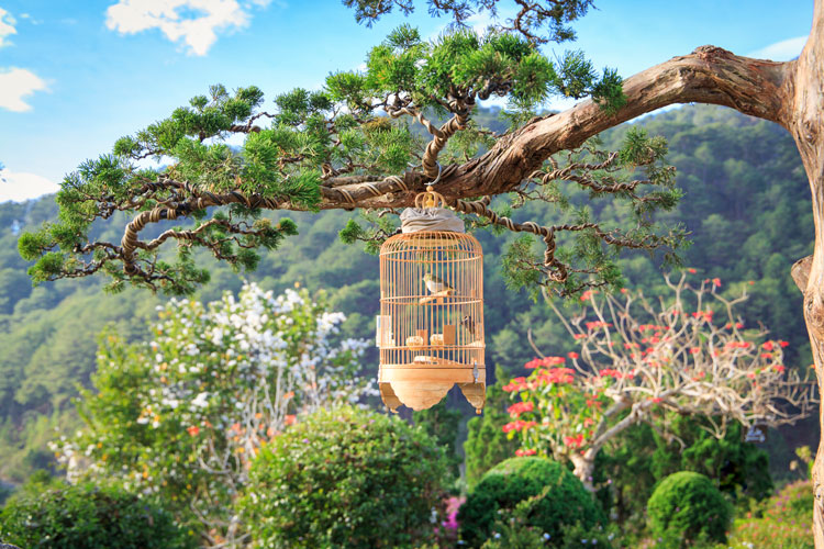 vườn bonsai que garden