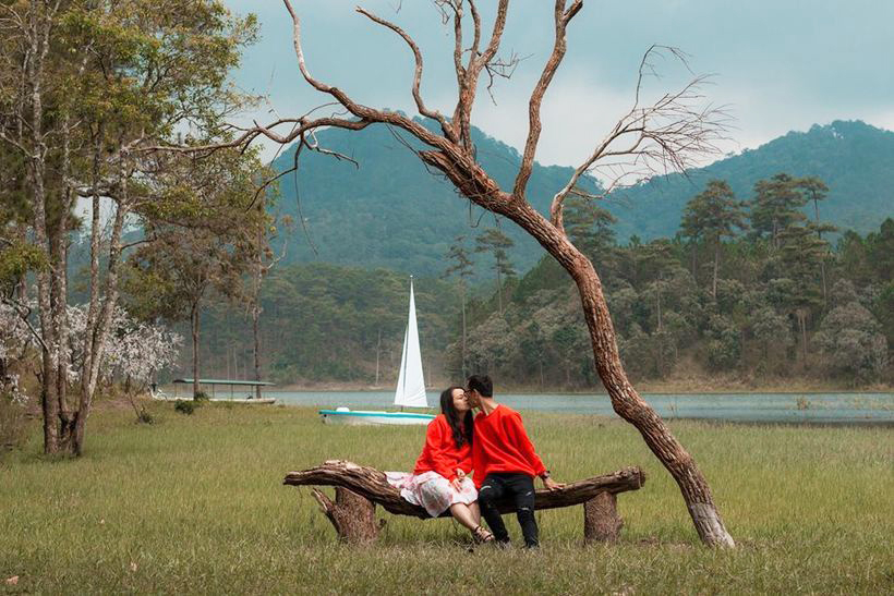 cây cô đơn secret garden