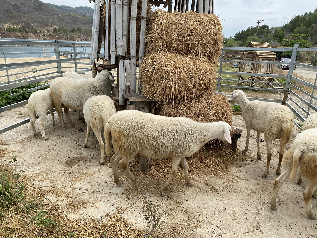 hồ đá xanh vũng tàu ở đâu