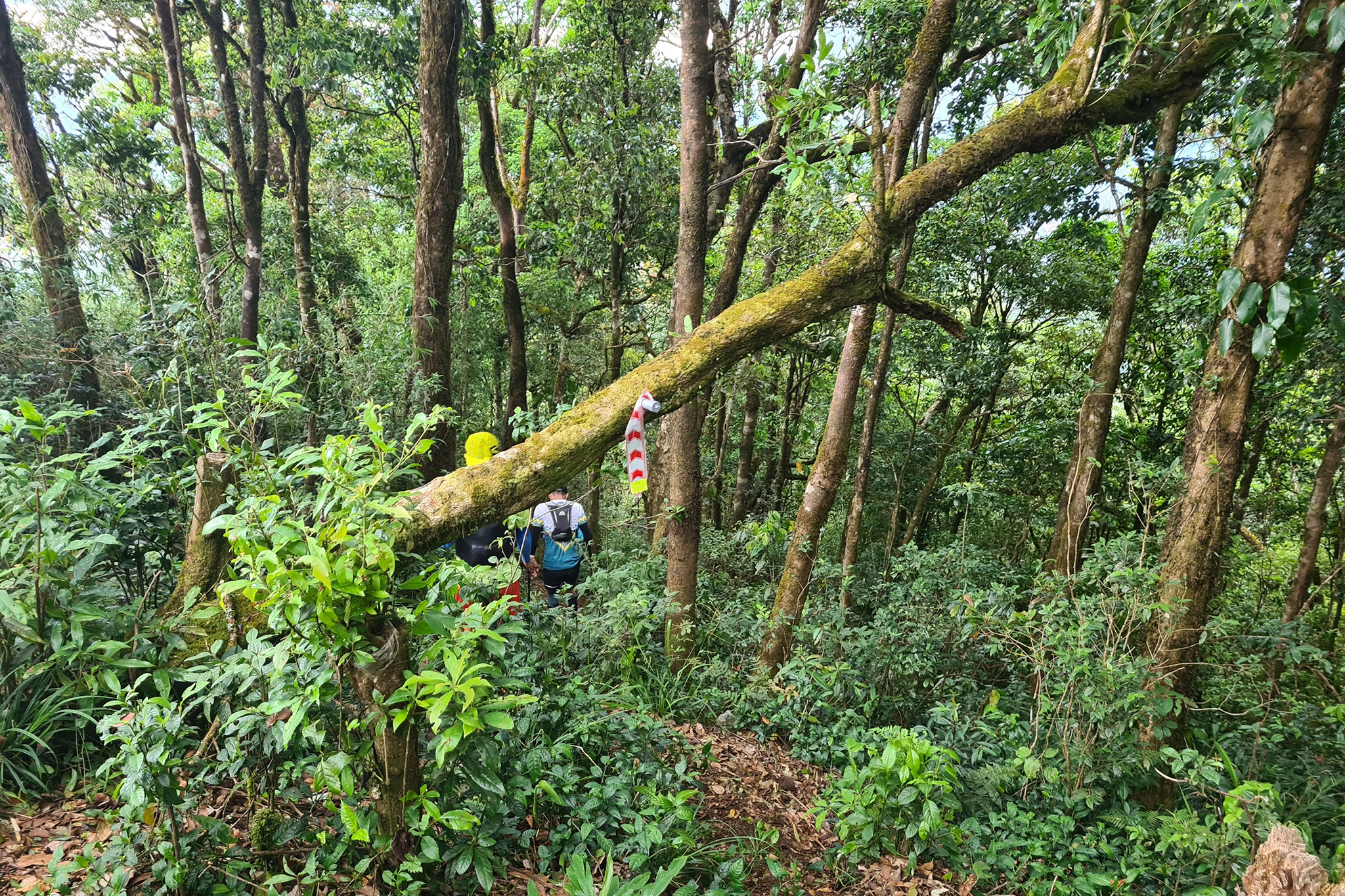 đỉnh langbiang đà lạt