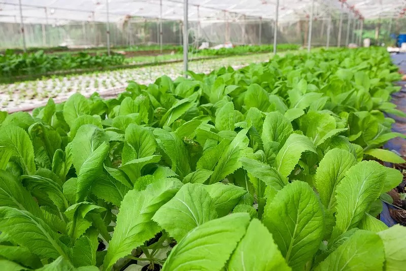 khu vườn rau tại lat valley