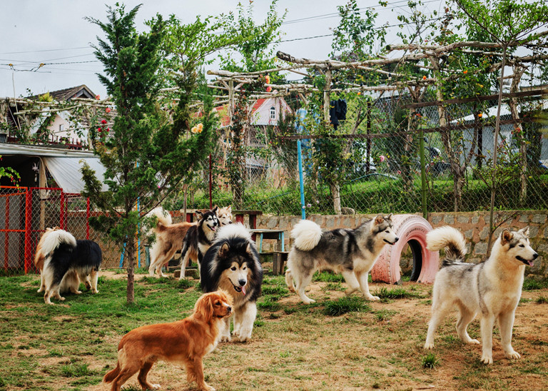 nông trại cún puppy farm đà lạt
