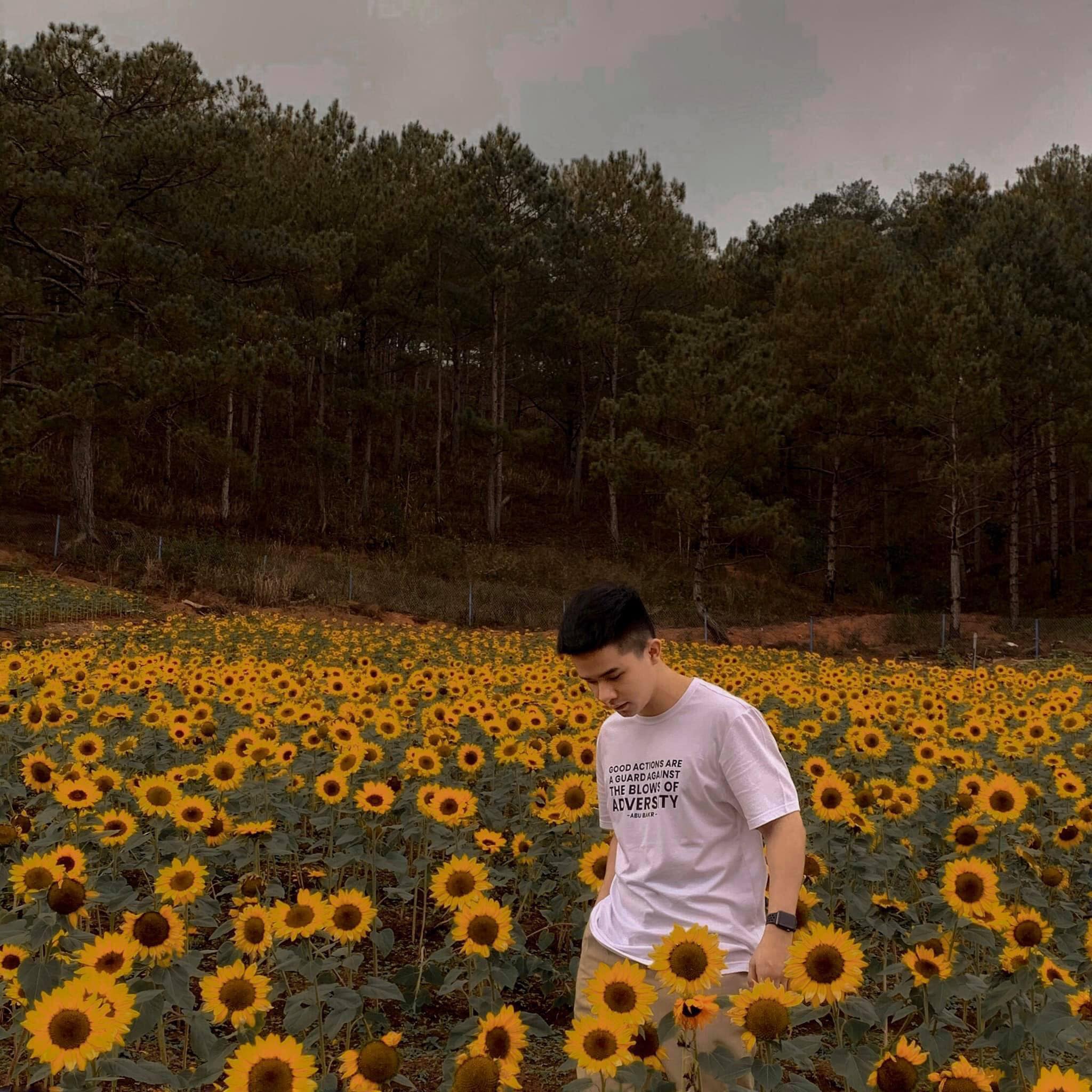 cánh đồng hoa hướng dương nông trại cún