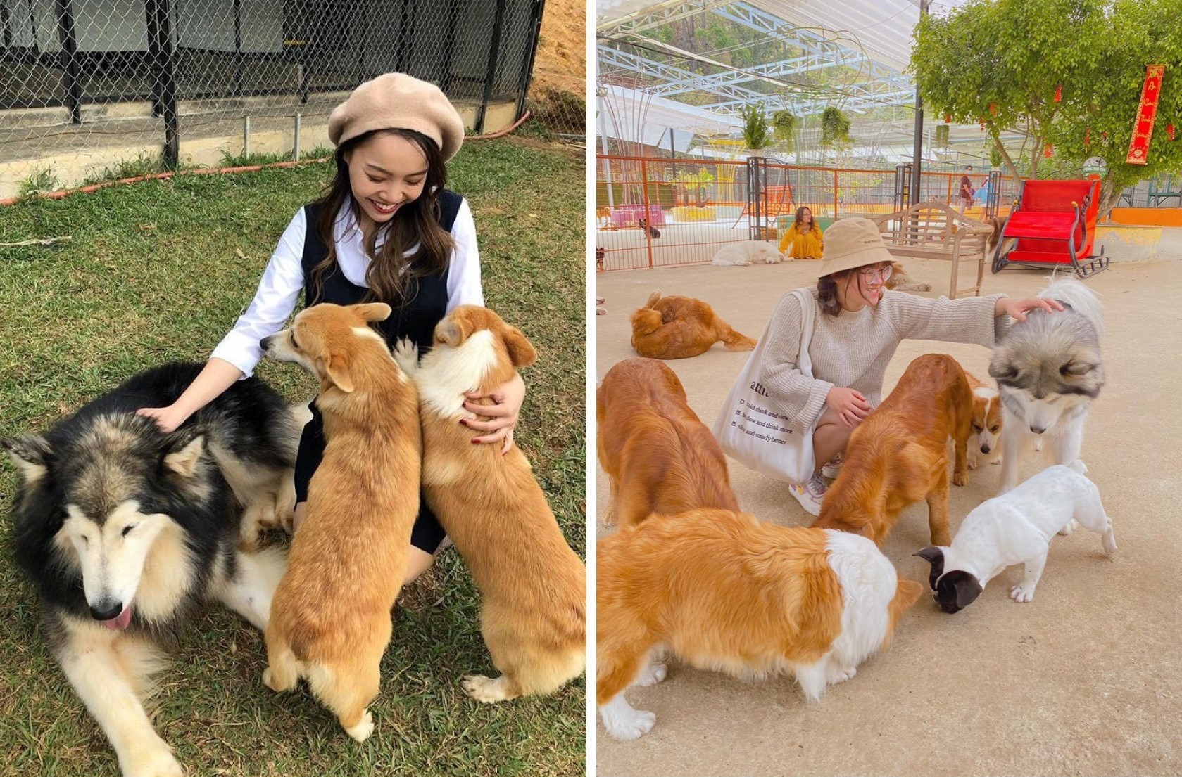 nông trại cún puppy farm được yêu thích