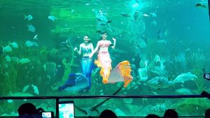 show diễn nàng tiên cá thủy cung phú quốc